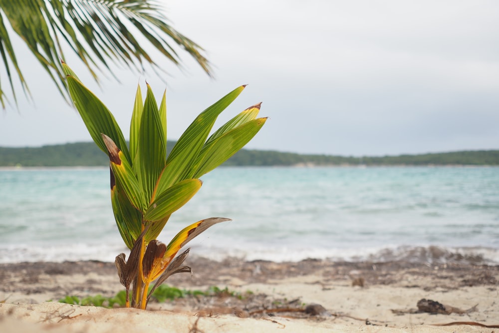 a palm tree on a beach with the ocean in the background