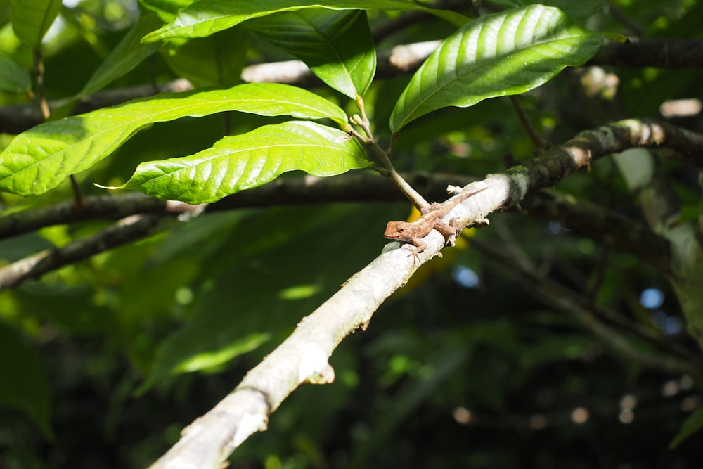 a small lizard sitting on a branch of a tree