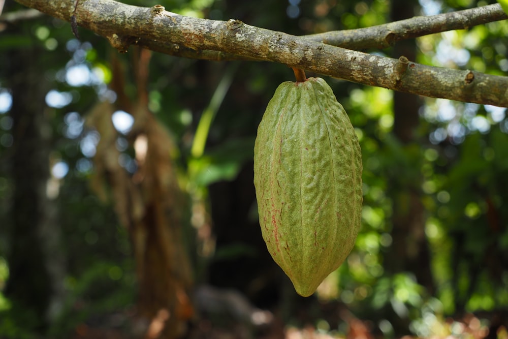 une cabosse de cacao suspendue à une branche d’arbre
