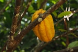 a yellow fruit hanging from a tree branch
