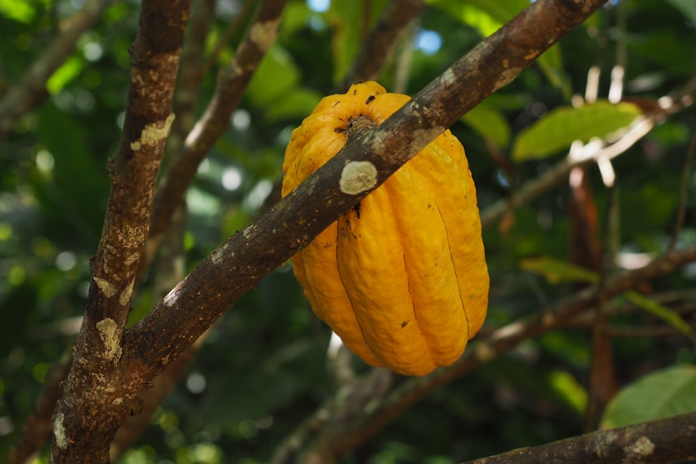 a yellow fruit hanging from a tree branch