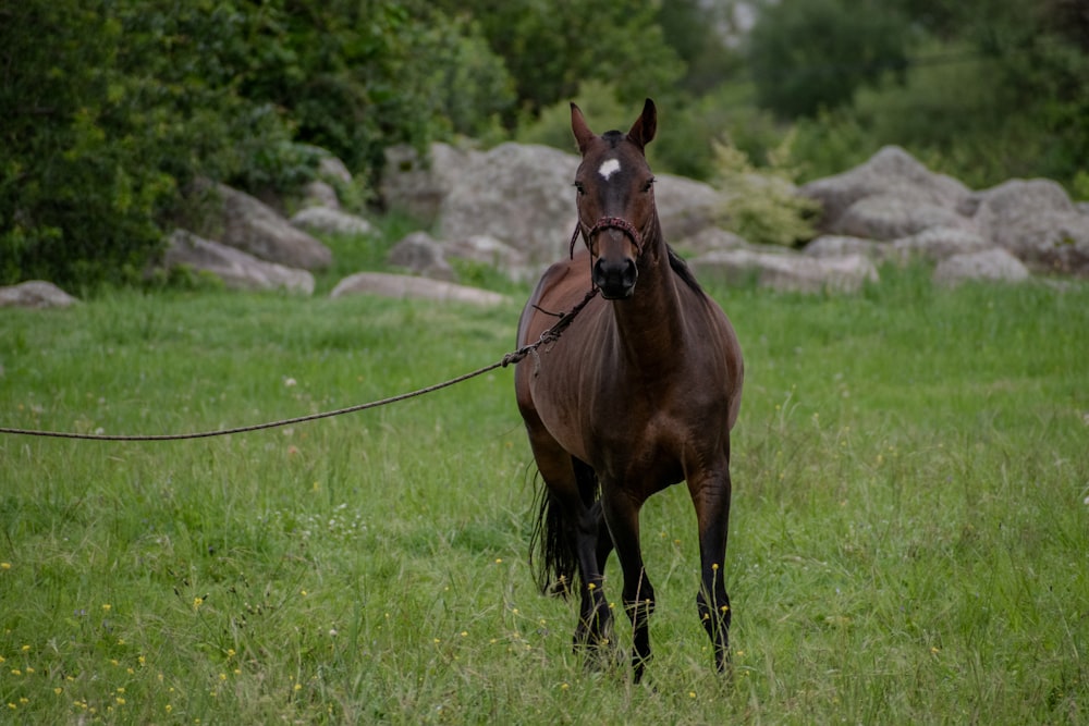 a brown horse standing on top of a lush green field