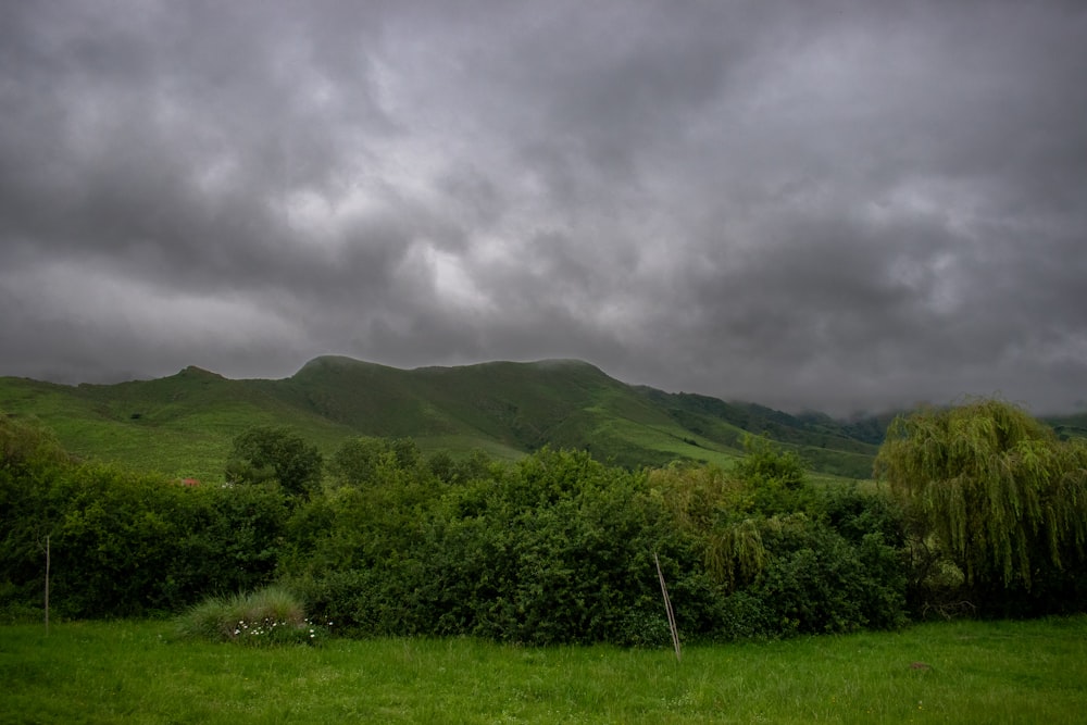 a grassy field with a mountain in the background