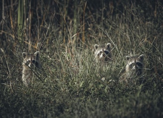 two raccoons are hiding in the tall grass