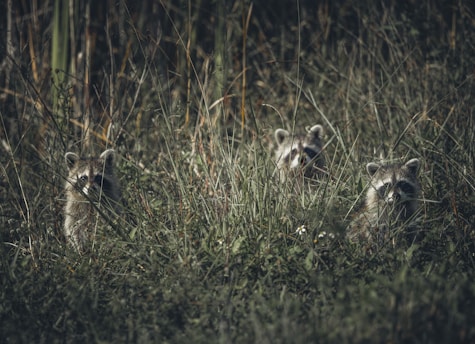 two raccoons are hiding in the tall grass