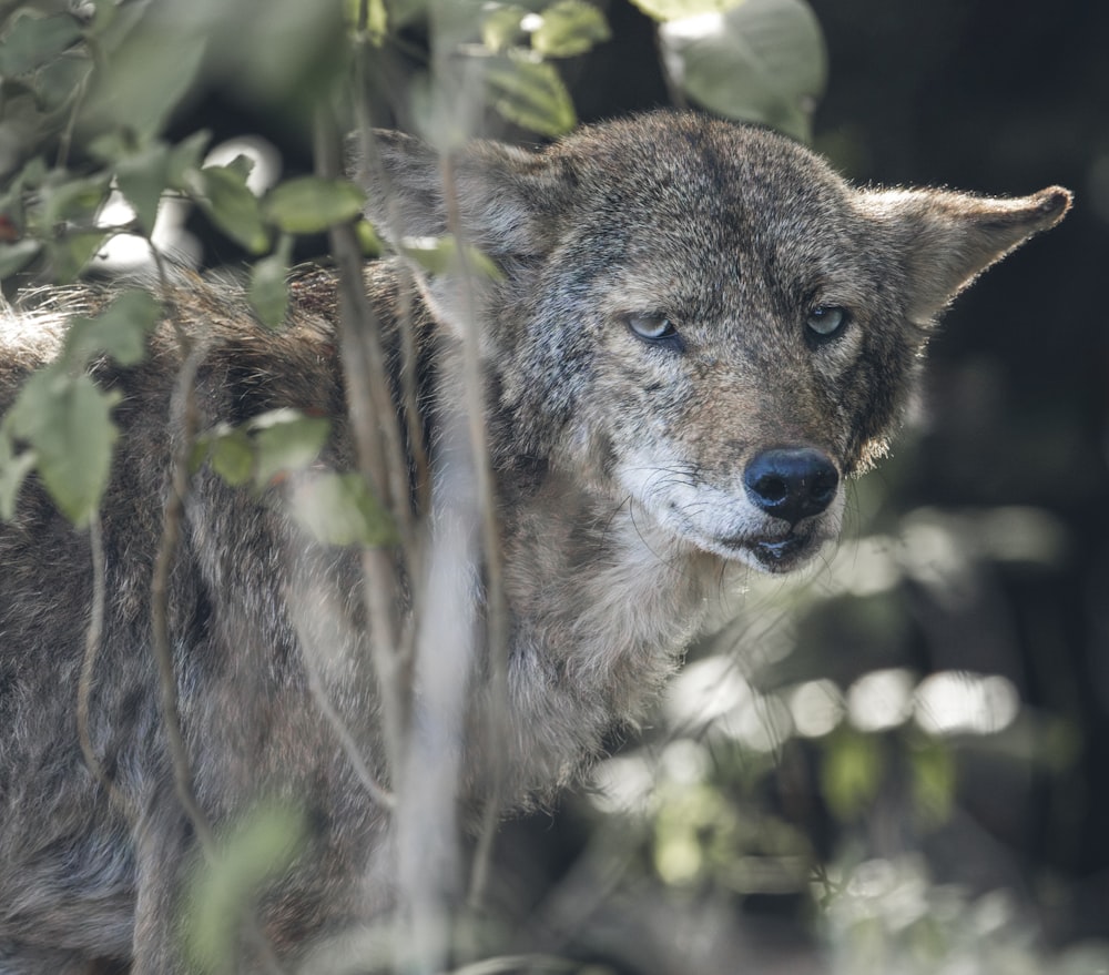 a wolf is standing in the woods looking at something