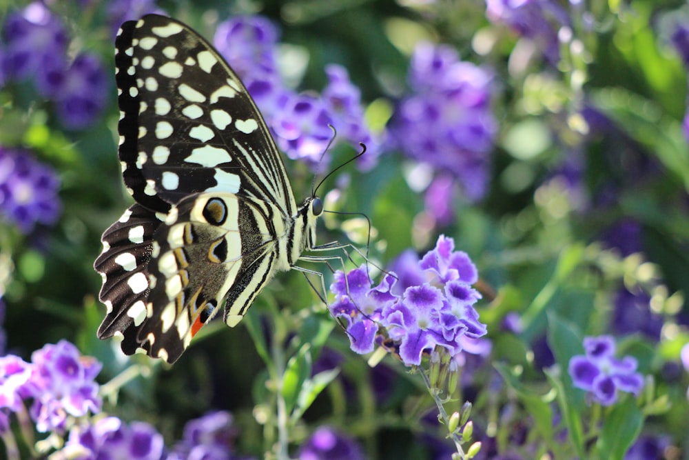 a black and white butterfly sitting on a purple flower