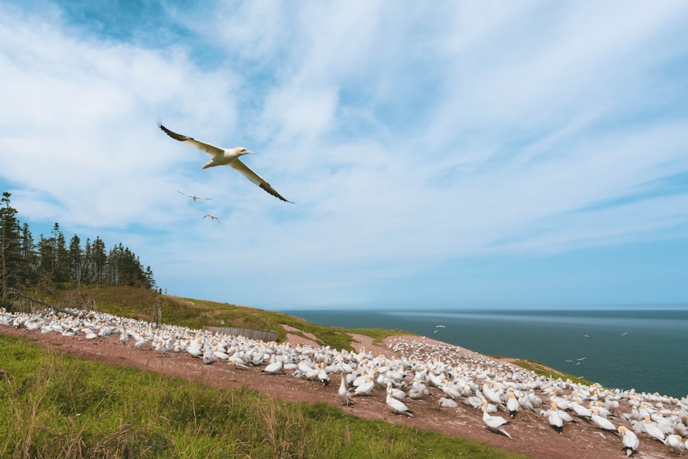 a large flock of birds standing on top of a grass covered hillside