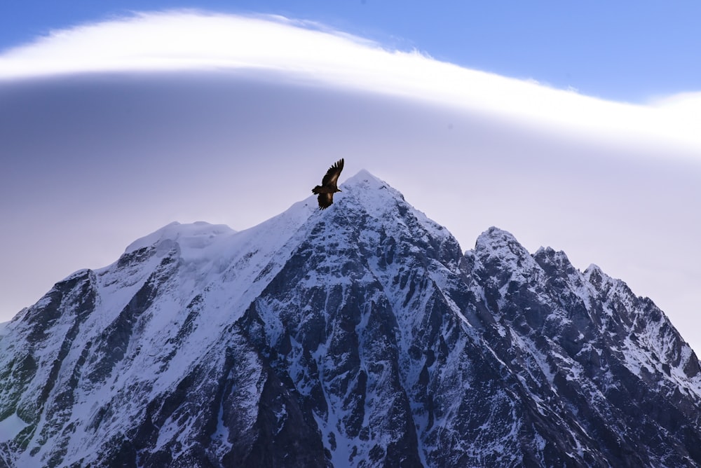 a bird flying over a snow covered mountain
