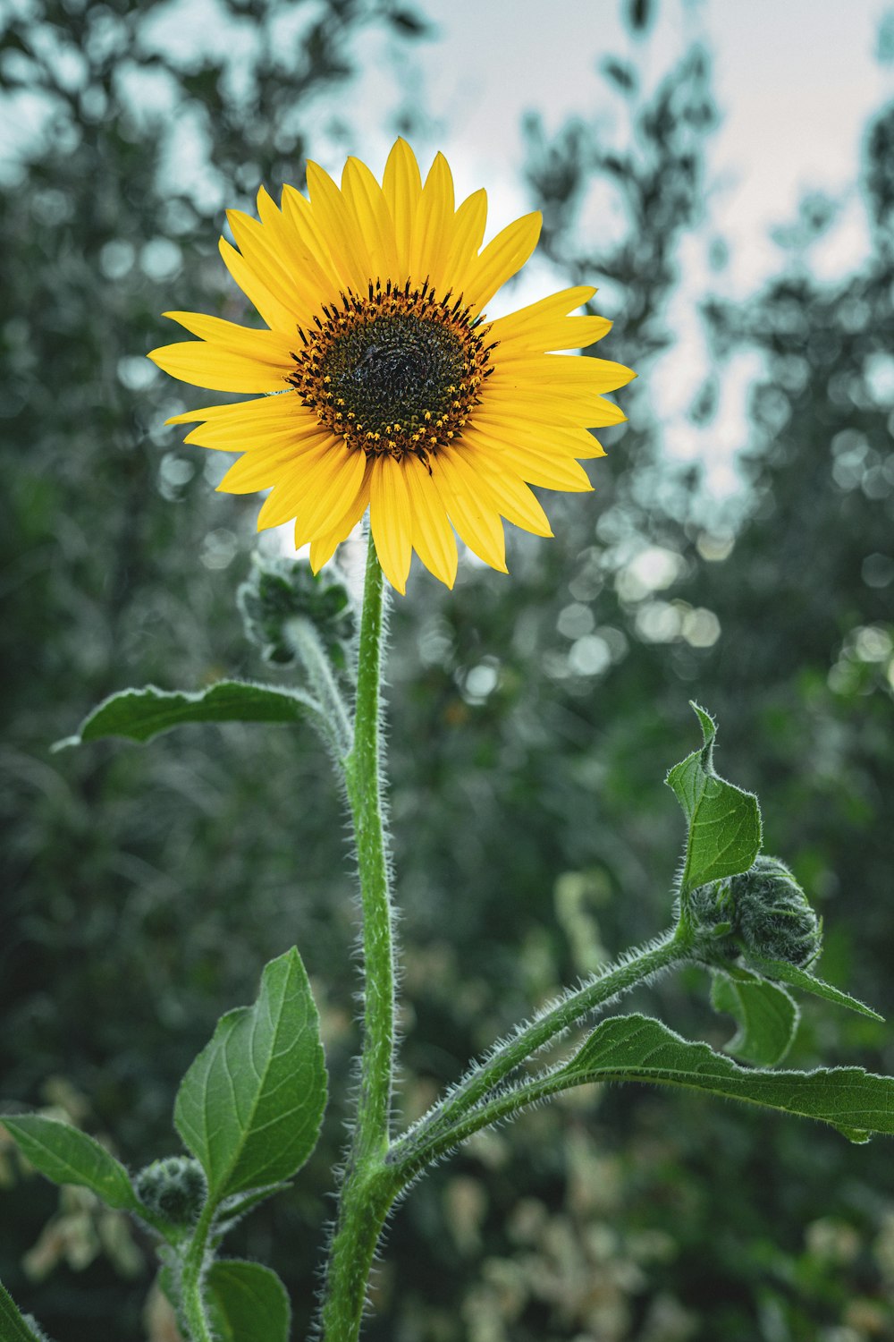 a yellow sunflower with green leaves in the foreground