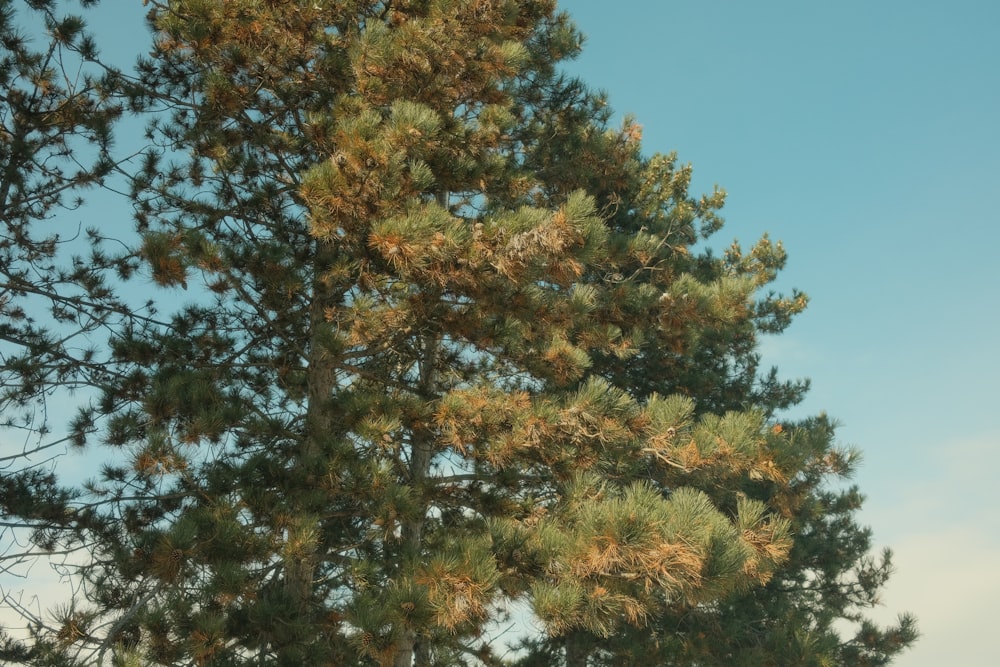 un gran pino con un cielo azul al fondo