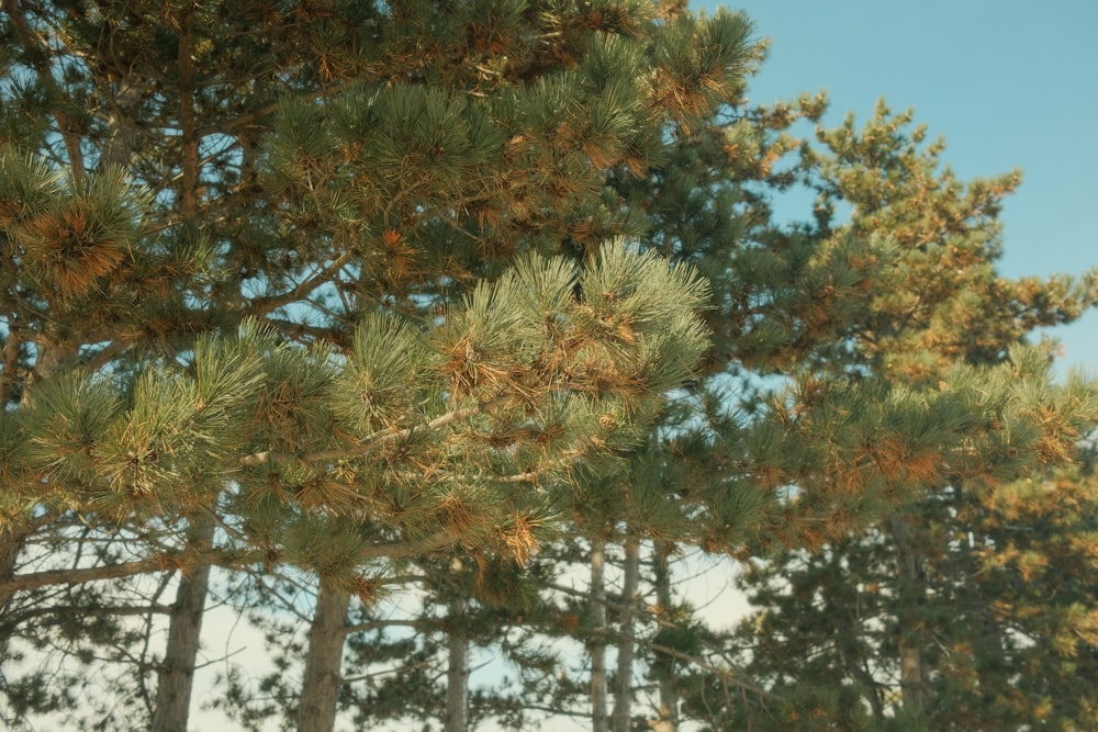 a group of pine trees with a blue sky in the background