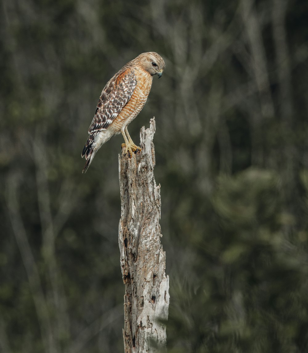 un uccello appollaiato in cima a un ceppo d'albero