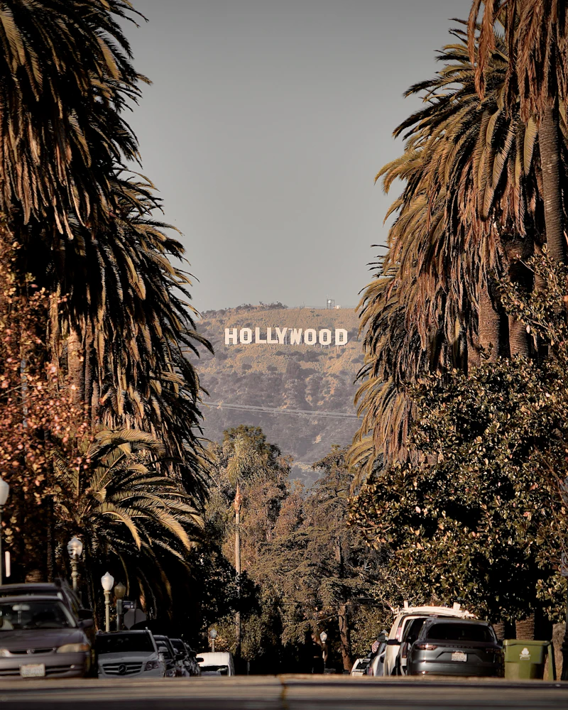 The hollywood sign is surrounded by palm trees