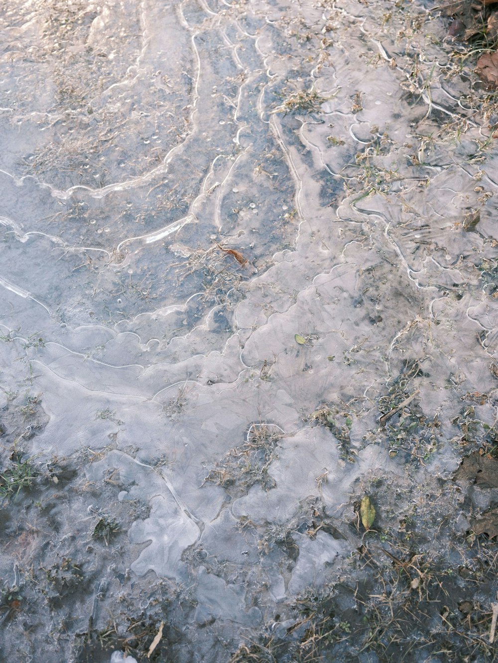 a bird standing on top of a puddle of water