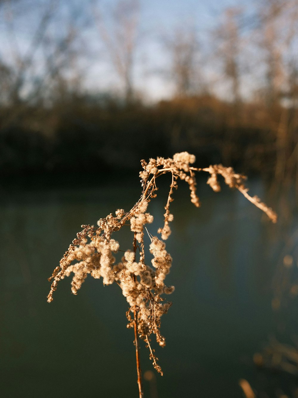 a close up of a plant near a body of water