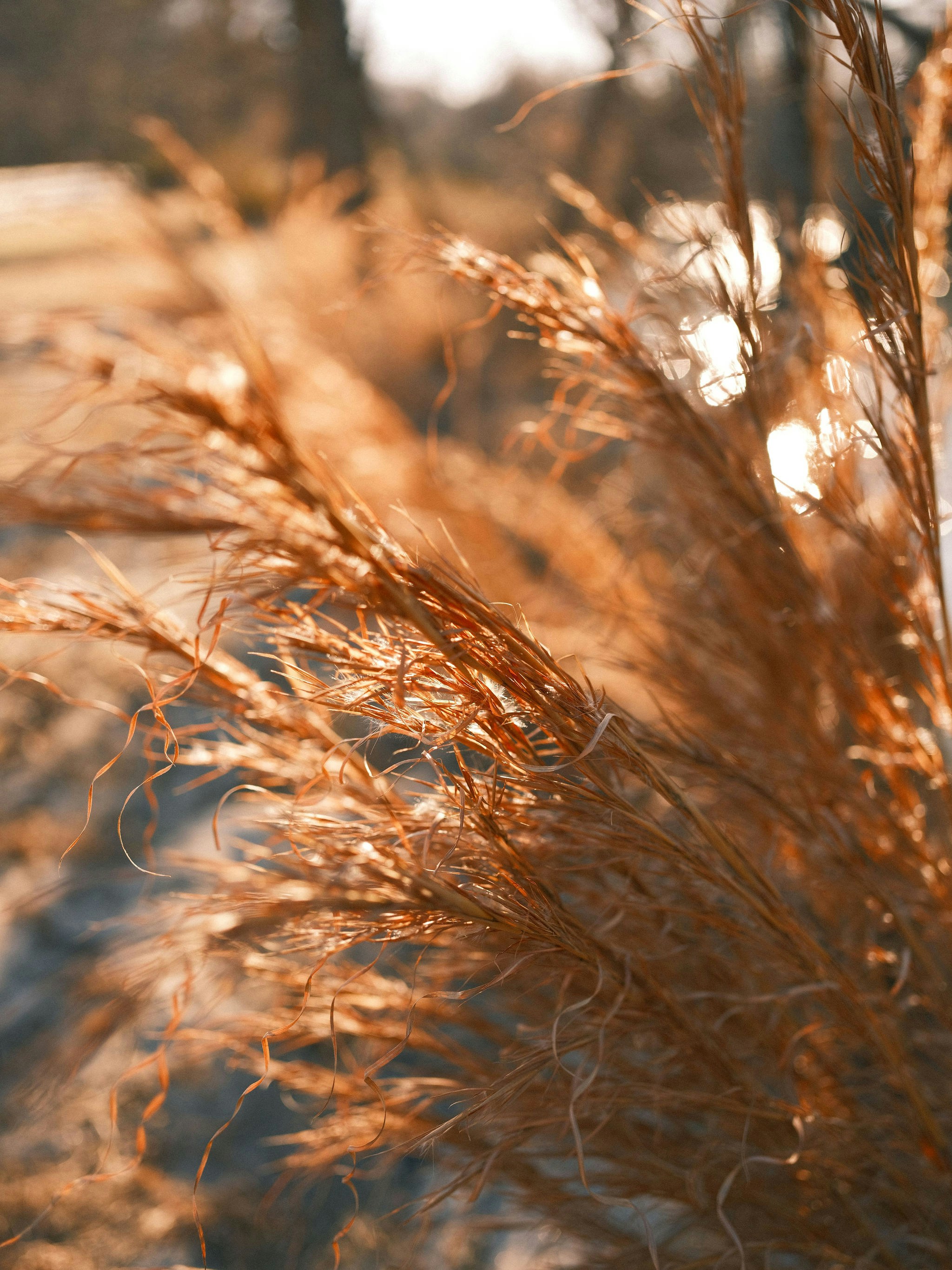 a close up of a plant in a field