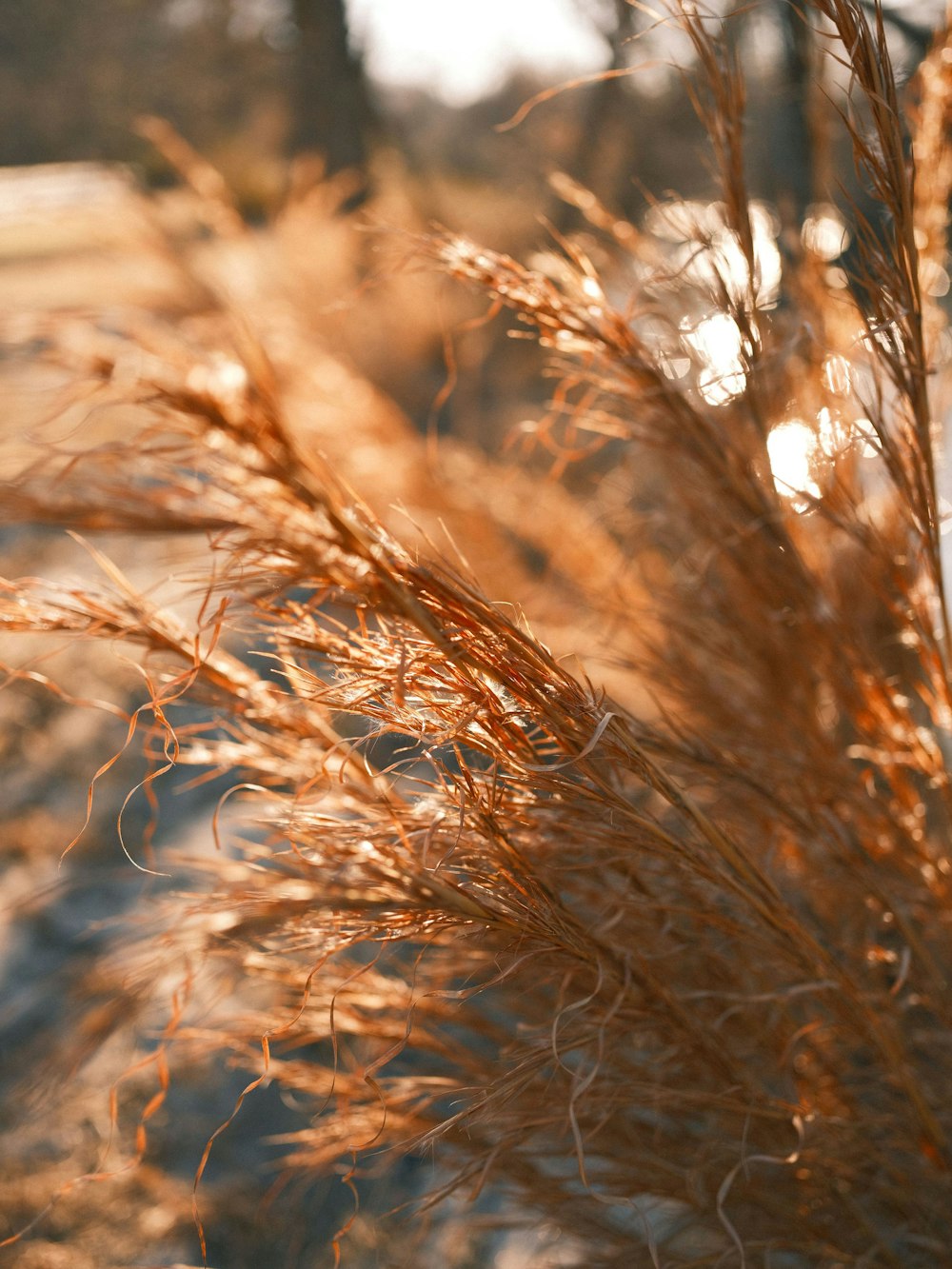 a close up of a plant in a field