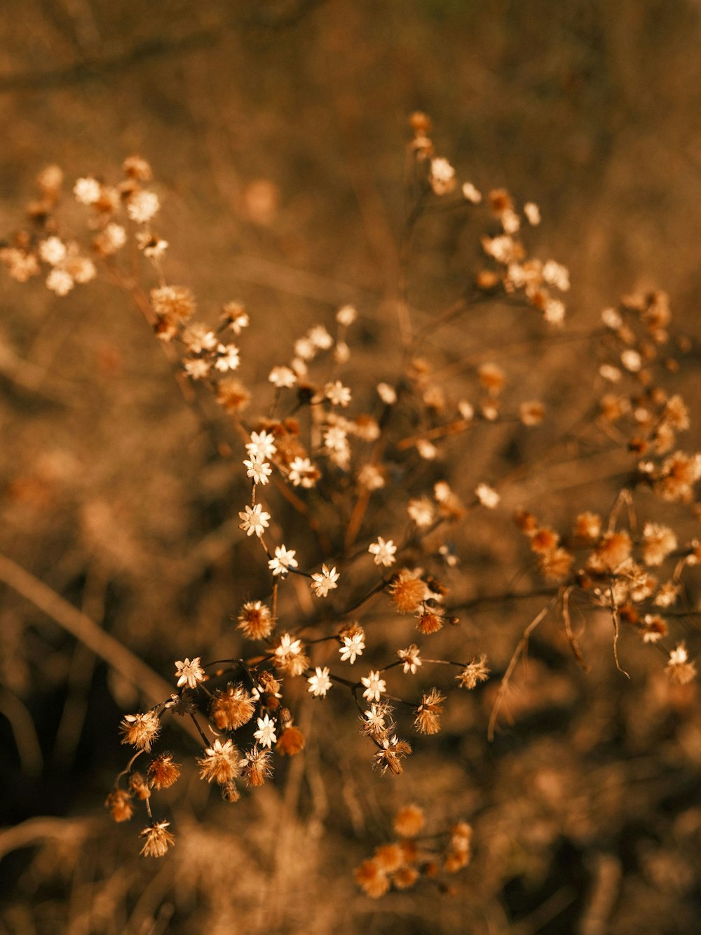 a bunch of small white flowers in a field