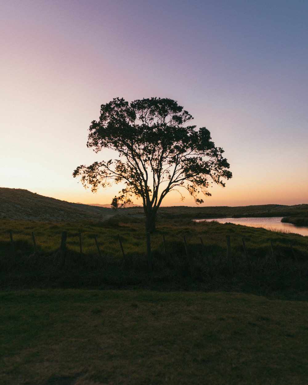 a lone tree in a grassy field at sunset