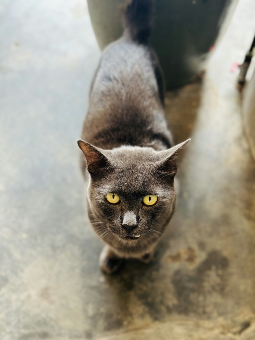 a gray cat standing next to a potted plant