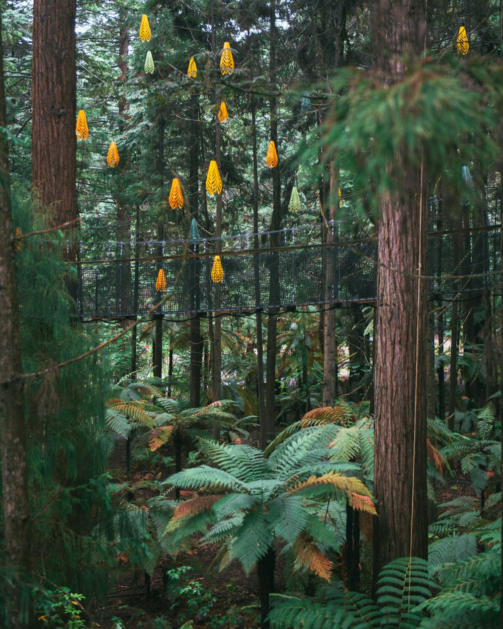 a forest filled with lots of trees covered in yellow flowers