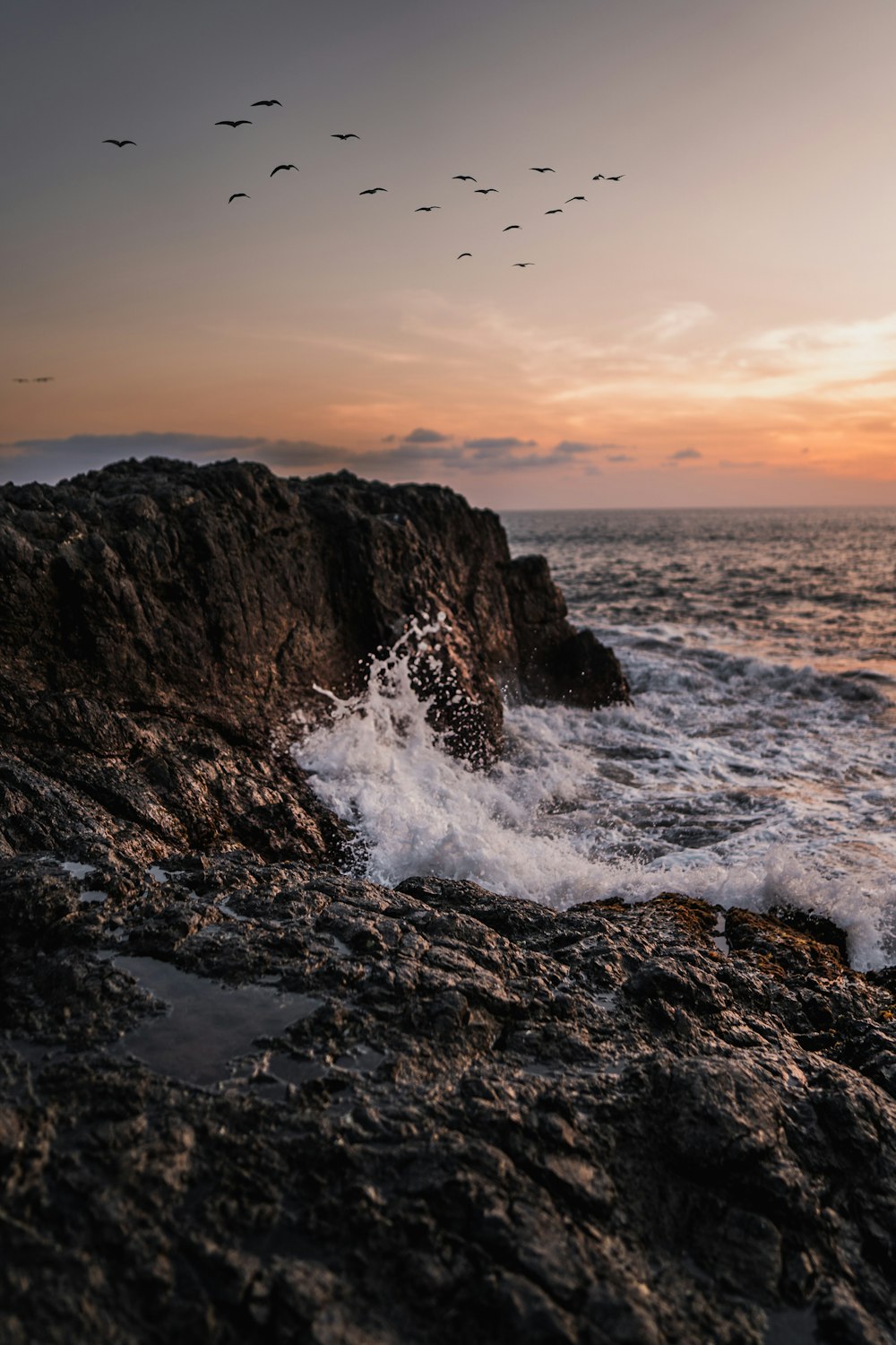 a flock of birds flying over a body of water