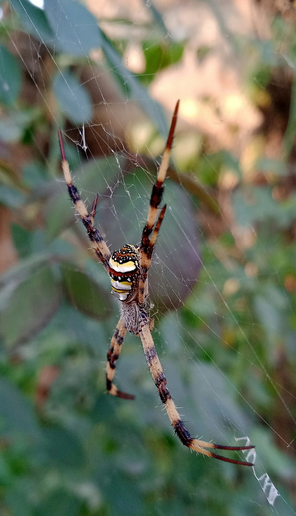 a close up of a spider on a web