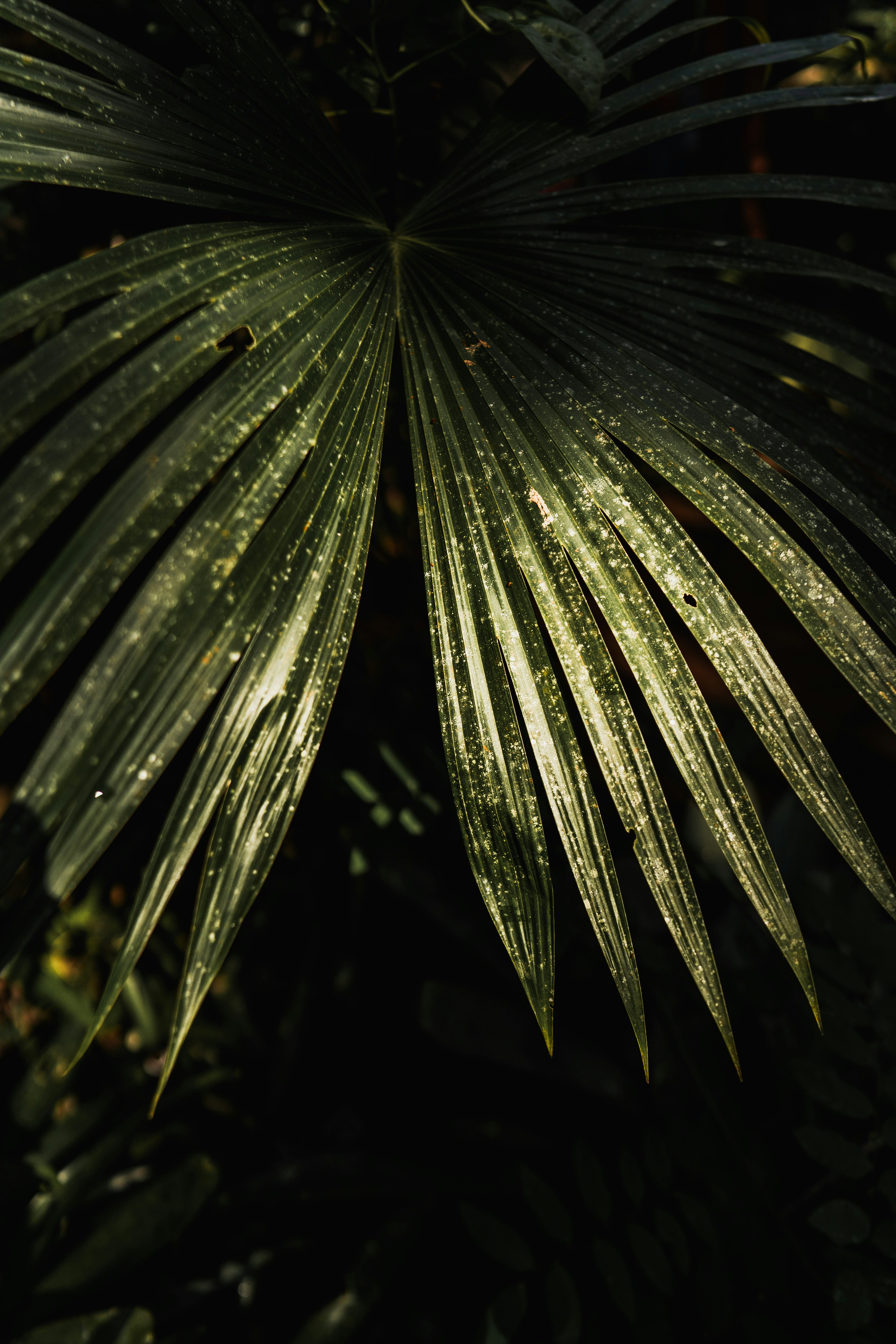 a close up of a leaf with drops of water on it
