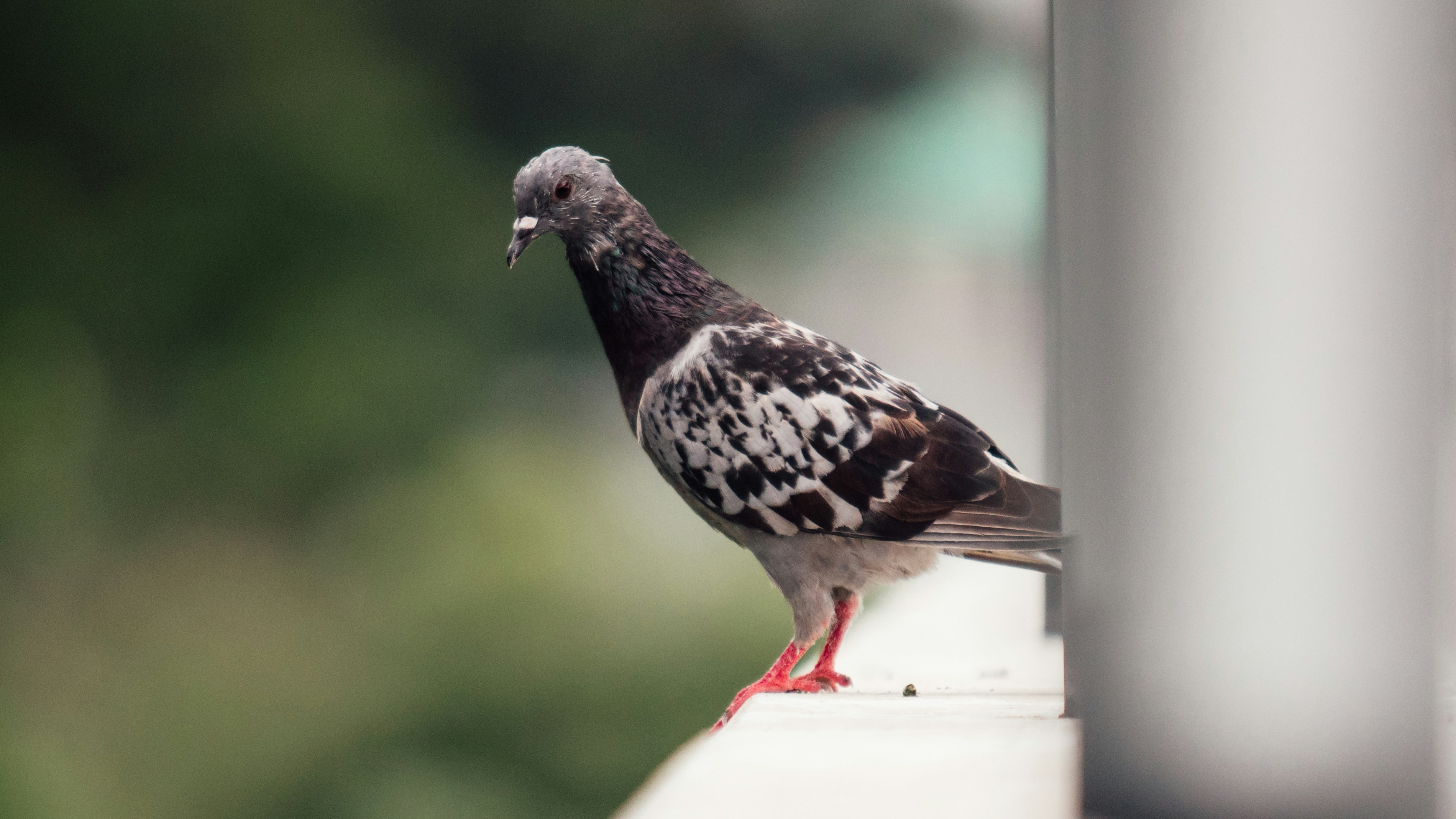 Photo by bhongbahala10