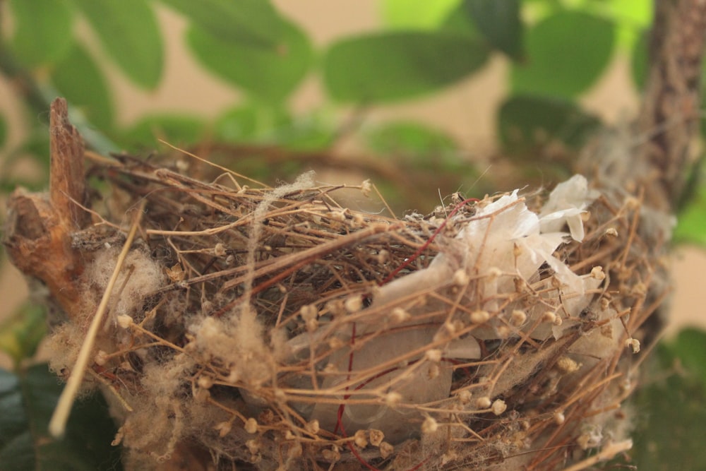 a close up of a bird's nest on a tree branch