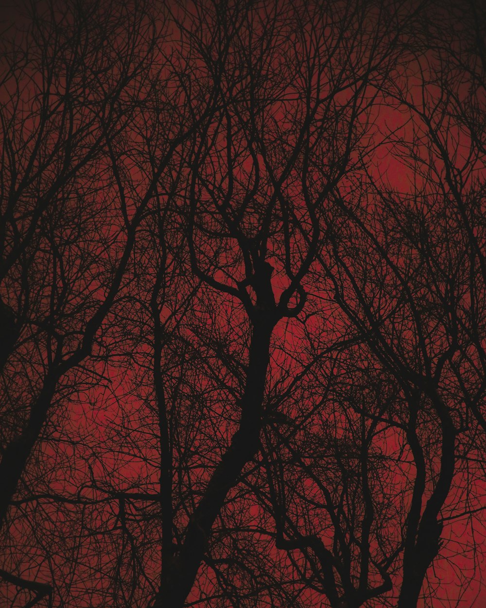a red sky with some trees in the foreground