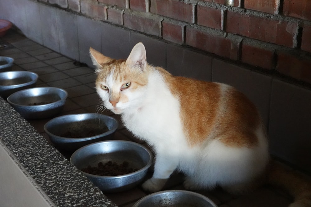 an orange and white cat sitting in front of four bowls of food