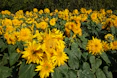 a large field of yellow sunflowers with green leaves
