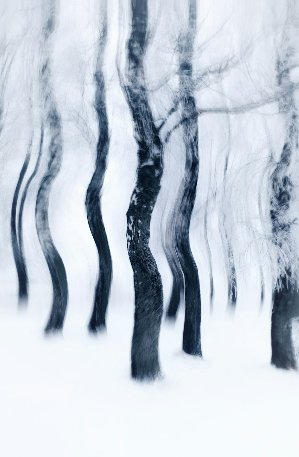 a black and white photo of trees in the snow