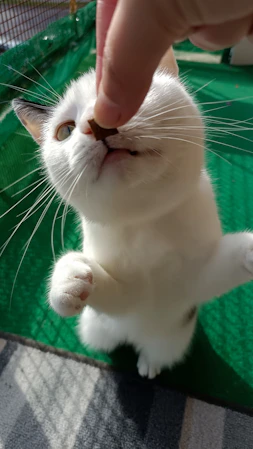 a white cat sitting on top of a green mat
