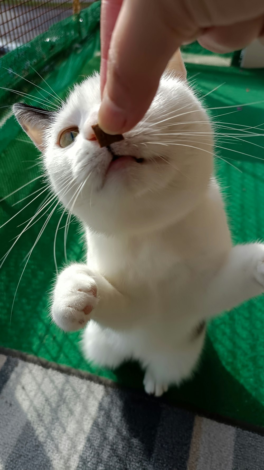 a white cat sitting on top of a green mat