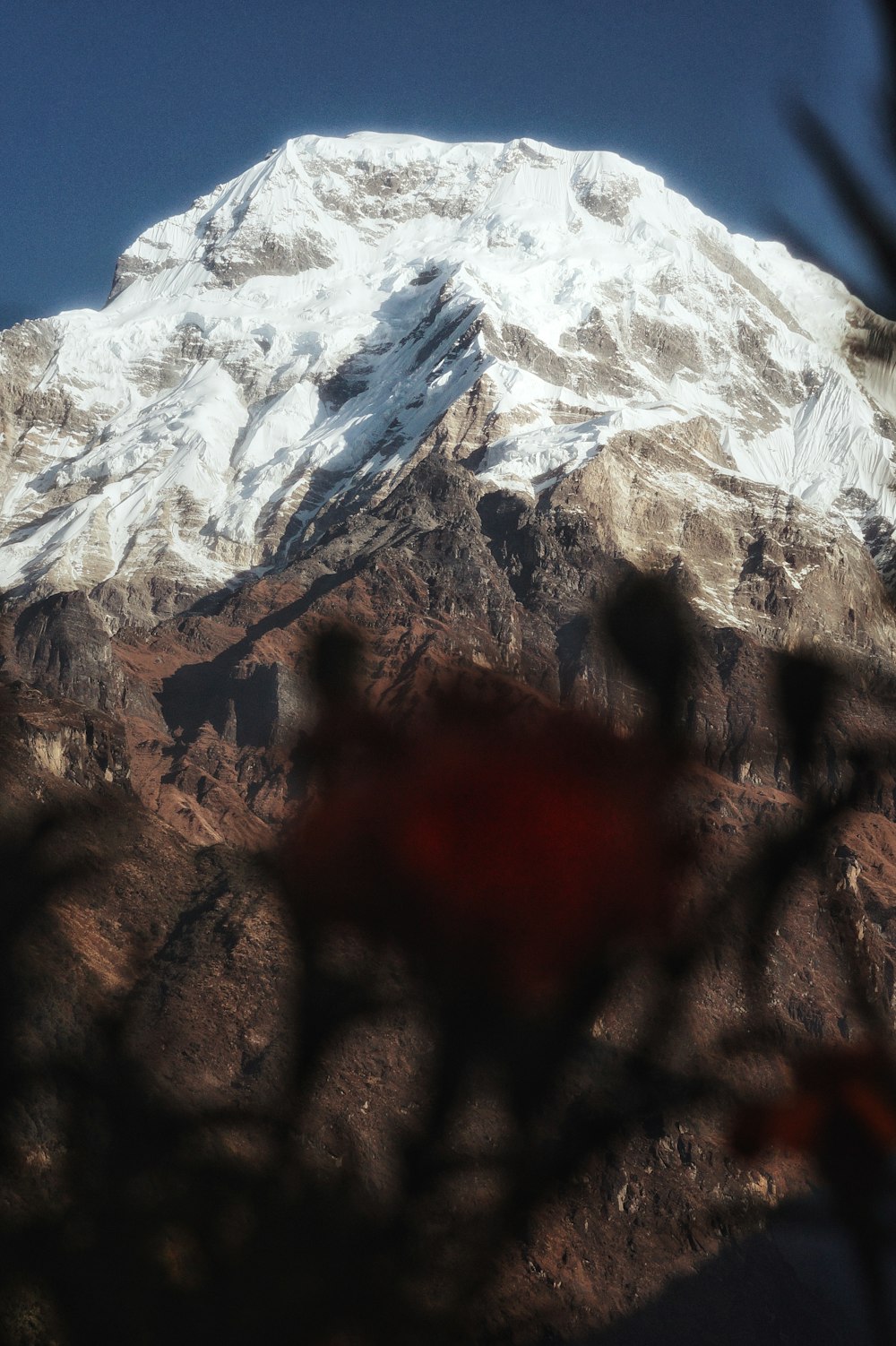 a snow covered mountain is seen through the branches of a tree