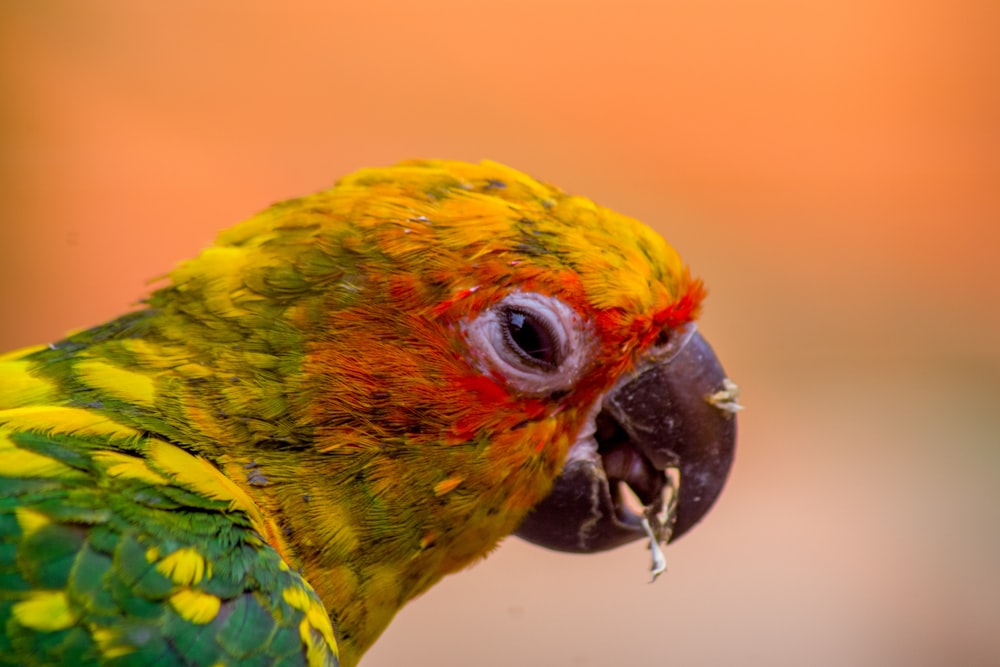 a close up of a colorful bird with a blurry background