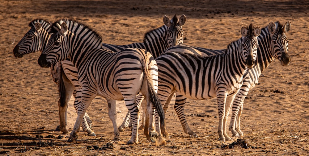 a group of zebras are standing in the dirt