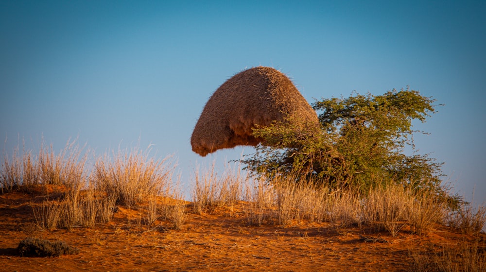 an ostrich standing on top of a dry grass covered hill