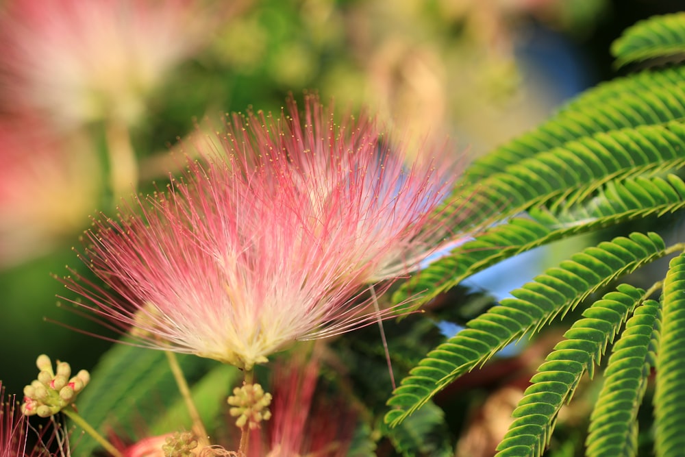 a close up of a plant with pink flowers