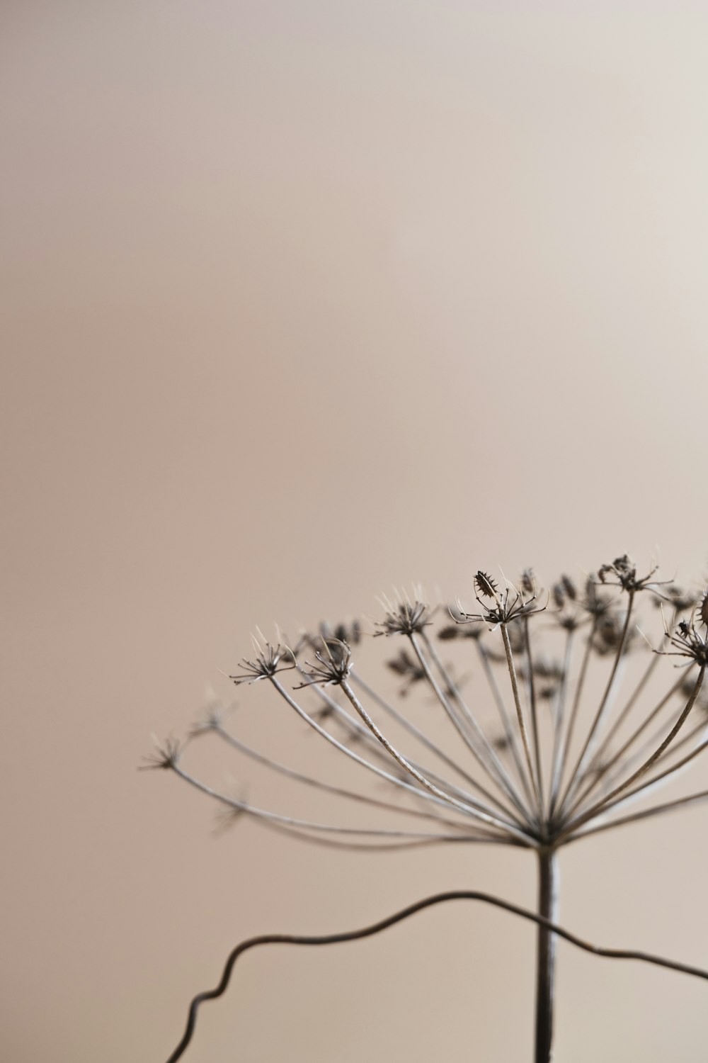 a close up of a dandelion with a sky background