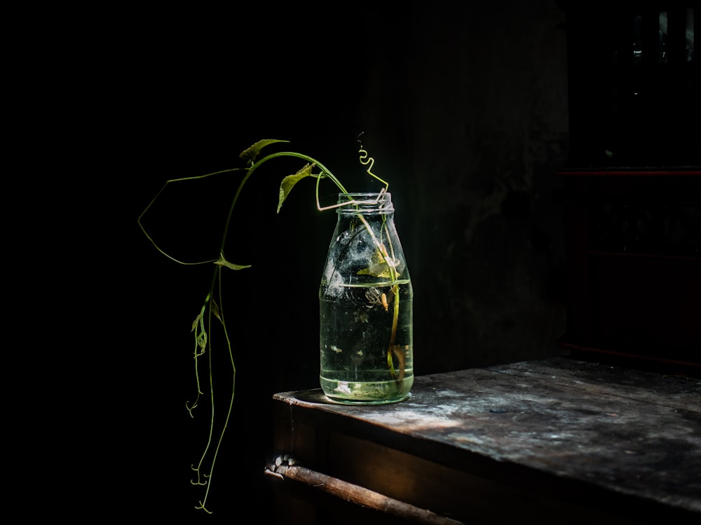 a plant in a glass vase on a table