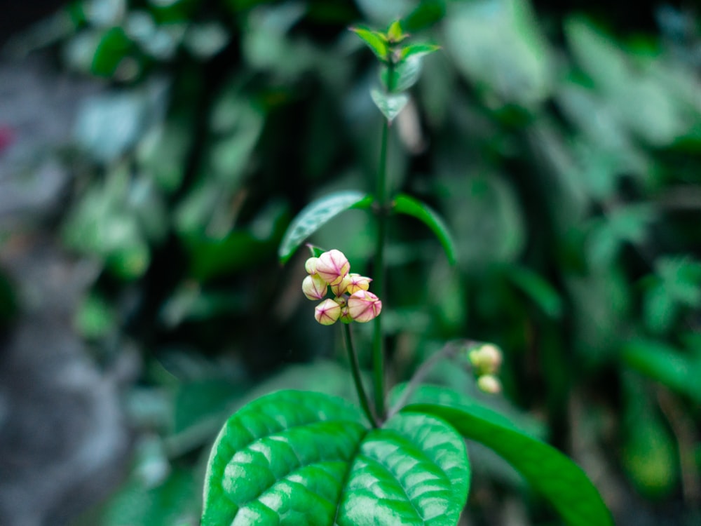 a close up of a flower on a plant