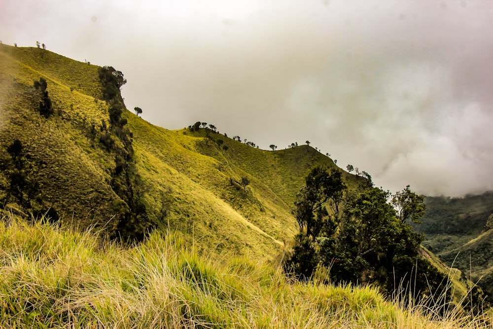 a lush green hillside covered in lots of trees