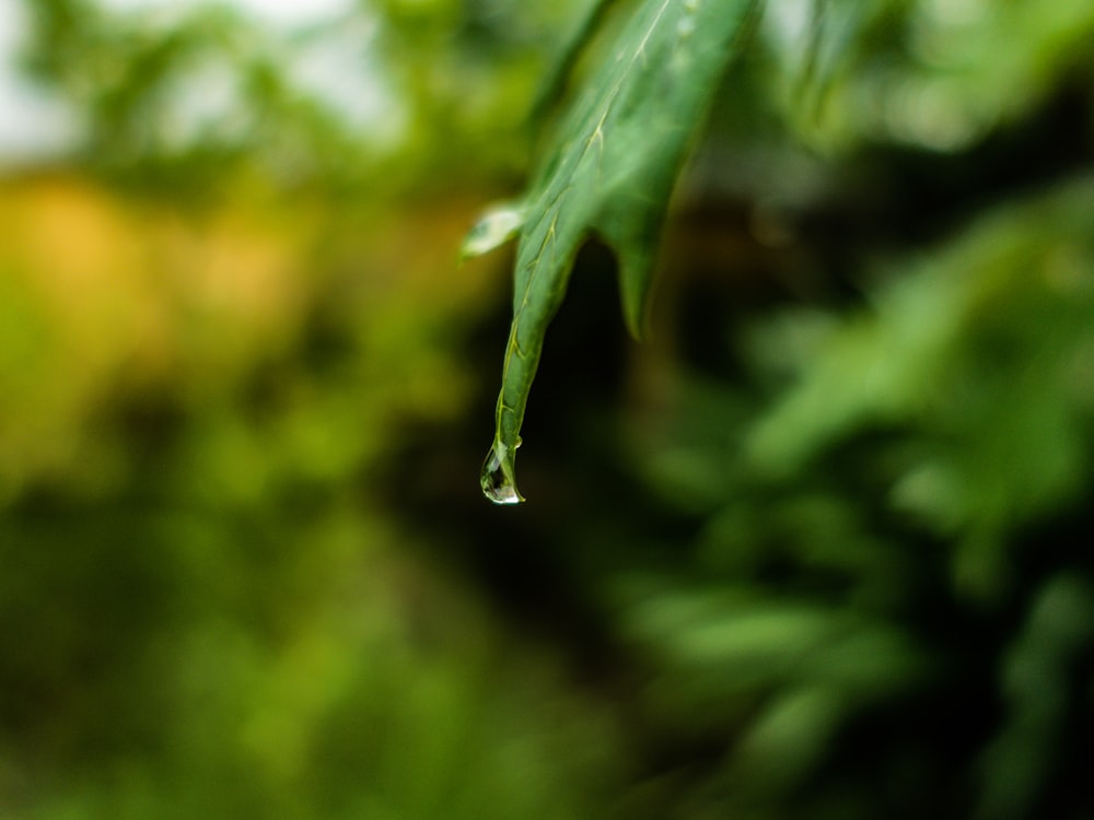 a drop of water hanging from a green leaf