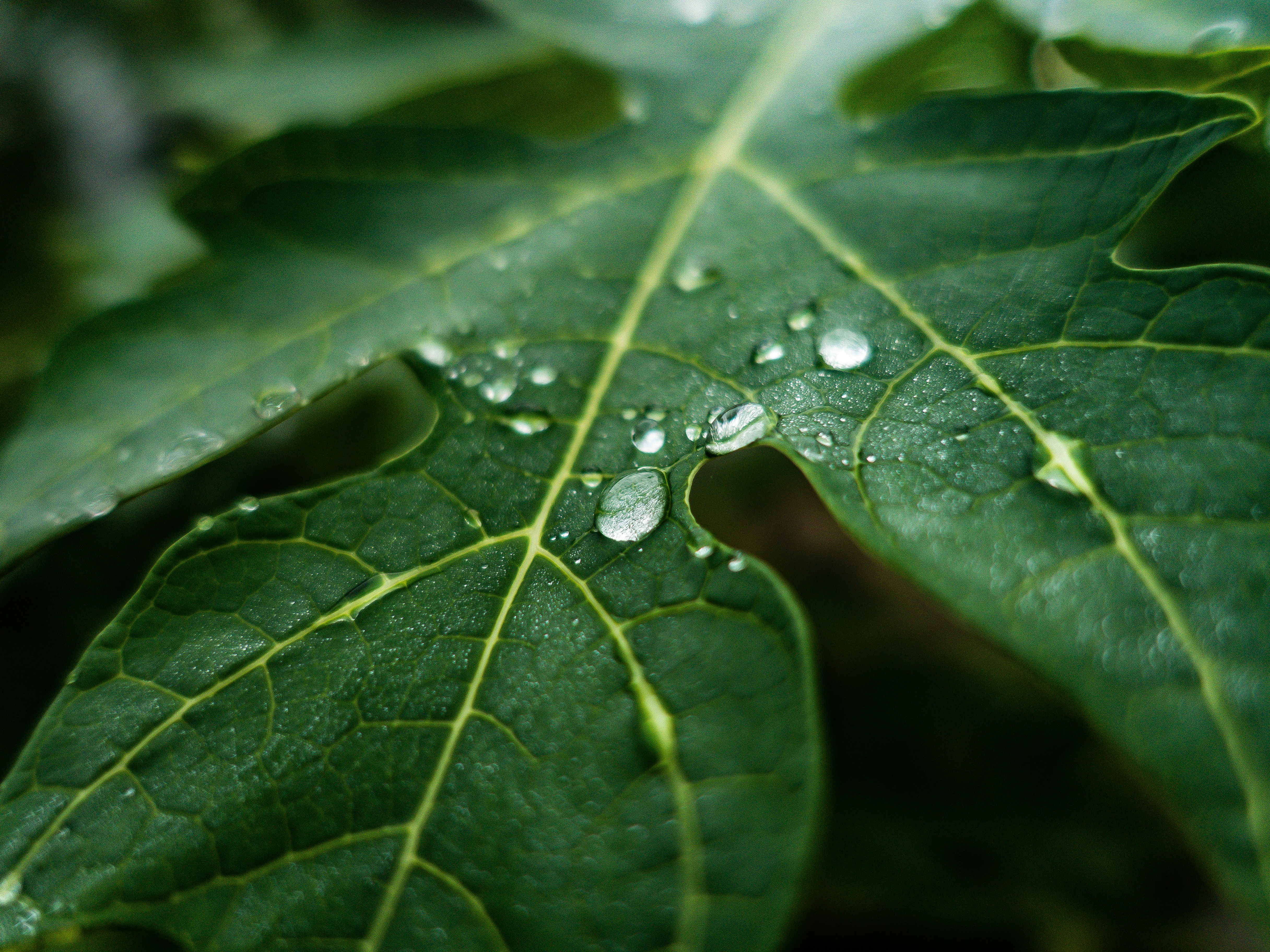 Photo by yosafatherdian