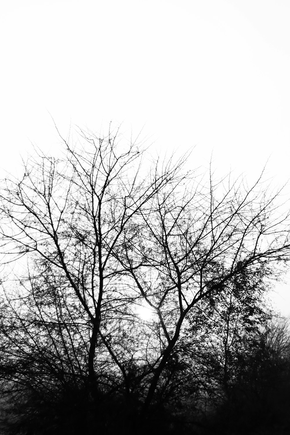 a black and white photo of a tree with no leaves