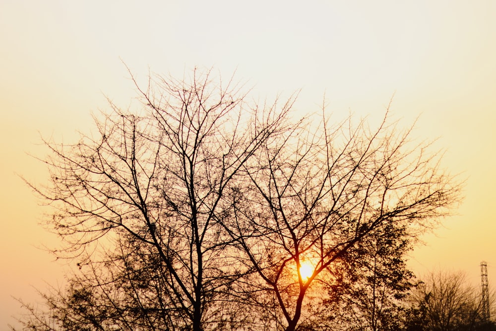 the sun is setting behind a tree with no leaves